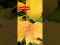 Download Lagu $1,500 Bougainvillea: The Most Expensive Plant