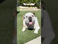Download Lagu Poor Biggy💔 (🏷️:#cute#funny#wedgepoebiggs#cats#pixarup#trending#viral#fyp#siamese#englishbulldog)