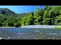 Download Lagu Majestic Birdsong, Peaceful River in the Mountain Forest, Relax, Sleep, Study