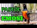 Download Lagu PANCINGAN MURAI BATU PASTOL CEPAT BONGKAR ISIAN ketrekan keras murai batu
