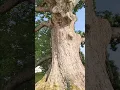 Now this is big