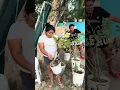 Download Lagu Chiquillas vamos acomodar las plantitas porque ya quedó terminada la barda 