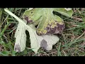 What s killing my melon plants