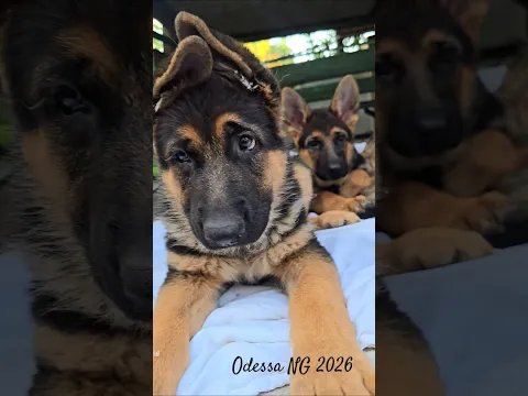 💓A big-eared miracle. German Shepherd puppies in Odessa 2026