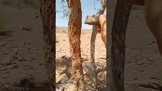 المغرب أنقذوا الرشيدية أكلة الخشب تيمدي الطبيعة 