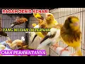 Lagu JENIS KENARI YANG MUDAH DI TERNAK/ DI LIHAT DARI WARNANYA