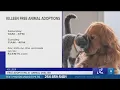 Killeen Animal Shelter offering free adoptions this weekend
