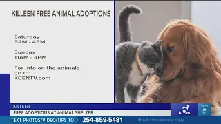 Killeen Animal Shelter offering free adoptions this weekend