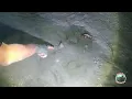 Download Lagu Cari ikan kekeringan dan mencari ikan sisa panen dapat banyak ikan gabus ikan nila mujair dan keting
