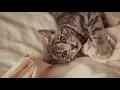 Is Eucalyptus Safe for Cats