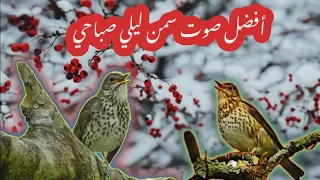 صوت السمن السمنة المغردة 