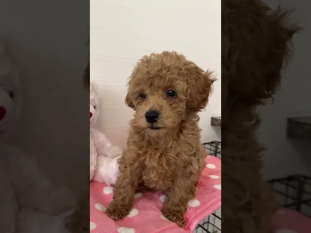 動画