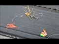 Buoy 10 Update 8-16-26 Dubs Trips Quads The fish are HERE