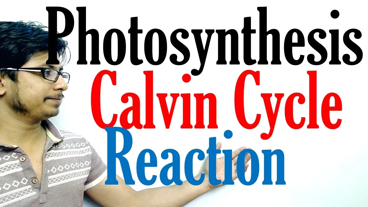 Calvin cycle photosynthesis