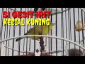 Download Lagu KECIAL KUNING SI GESIT IRIT