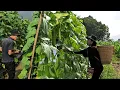 Download Lagu Giang Nga and Phong harvested a lot of cucumbers to sell at the market.