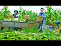Download Lagu Harvest Purple Sticky Corn Grown By Brother Goes To Market Sell,  Eat Food Cooked By Brother, Garden
