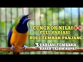 Download Lagu Masteran cucak cungkok dengan 3 variasi tembakan panjang speed rapat
