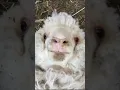 Download Lagu Sheep laugh funny sound