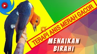 Download Suara Terapi Anis Merah Macet-Stres-Bahan.. MP3