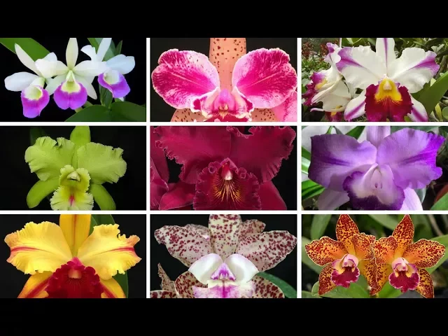 CORRE! ORQUÍDEA CATTLEYA POR R$ 6,90!!! COMPRARORQUIDEAS.COM.BR