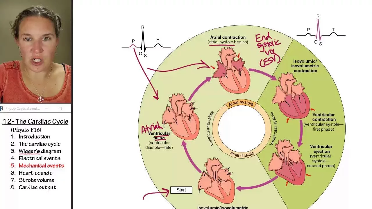 Cardiac cycle 5- Mechanical events