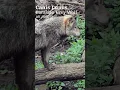 Download Lagu the hunted european wolf #shorts #documentary #wildlife #ecology #rewilding #biology #nature