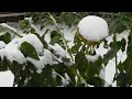 Snow on Flowers/Breathtaking Colors of Nature in 4K/UHD!/Flowers #32/Timelapse/Video Footage