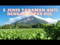 Lagu 5 JENIS TANAMAN ANTI PUPUK CLOR