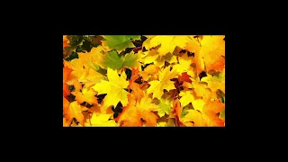 Рухлива гра Вітер і листя 