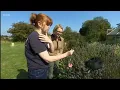 Download Lagu Rediscovery of rare bumblebee brings hope to South Kent