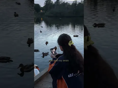 اكتر وقت بكون مبسوطة فيه لما كون مع بُجعة 🦢.#swan #sunset #lake