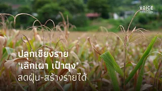 ปลุกเชียงราย "เลิกเผา เป๋าตุง" ลดฝุ่น-สร้างรายได้