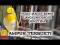 Download Lagu terapi pleci terbaik