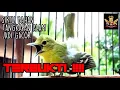 Download Lagu TIPS MERAWAT SIRTU AGAR CEPAT GACOR