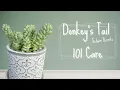 How to Care for Donkey s Tail Succulent Sedum Burrito 101 Care