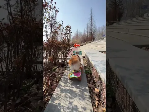 #corgi #skateboardingdog #smartpets