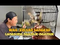 Lagu Pertama kali‼️ ngelatih Cigun gacor diluar sangkar, sempet takut kalau gagal 😅