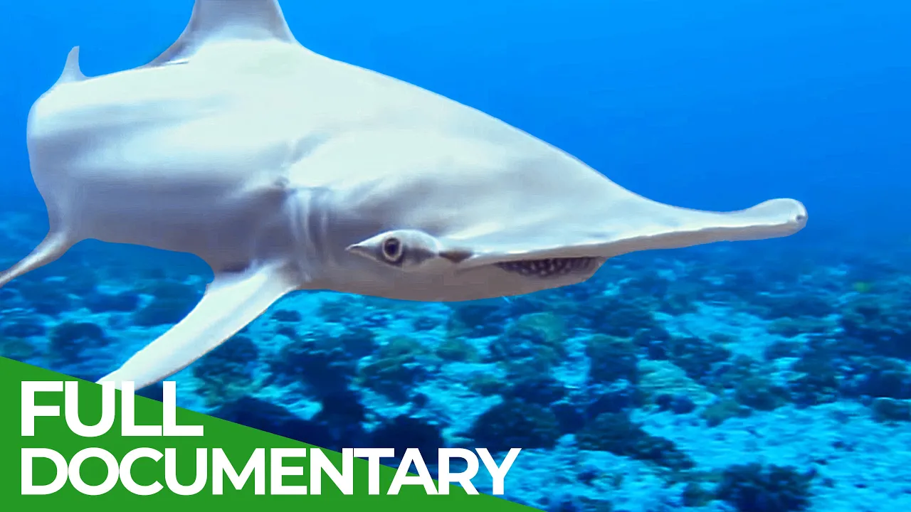 Adventure Ocean Quest: Shark Paradise of Polynesia | Episode 1| Free Documentary Nature
