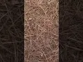 Lowes Long Needle Pine Straw