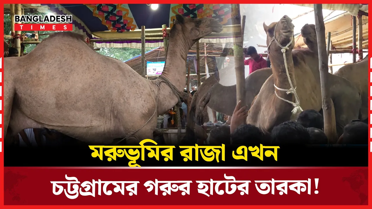 গরুর হাটে মরুর অতিথি, উট দেখে চমকে উঠছে চট্টগ্রাম!