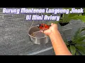 Download Lagu Cara Menjinakan Burung Mantenan Cepat Jinak di Mini Aviary Padahal Belum Lama Beli