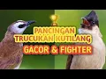 Download Lagu pancingan suara kutilang gacor dan trucukan gacor cocok buat pikat burung dan Masteran💯⁉️