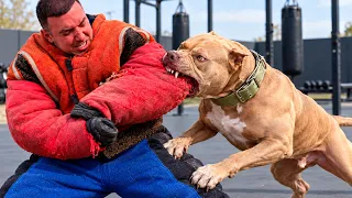 ПИТБУЛЬ НАПАЛ НА МЕНЯ! Дрессировка собаки в DogLand!