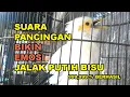 Download Lagu GT-BG #32 Suara Jalak Putih Pancingan Jalak Bisu / Macet Jadi Emosi Pasti Langsung Nyaut