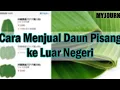 Download Lagu Ekspor Daun Pisang - 100 Kg Daun Pisang Kering Menuju luar Negeri