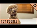 Toy Poodle Facts Toy Poodle Puppies