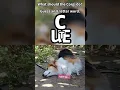 SOLVE PUZZLE to help CORGI ESCAPE