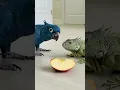Download Lagu Iguana Takes a Bold Bite of Cockatoo’s Apple!
