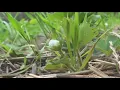 Northwest Ohio farms prepare to protect crops from freezing temperatures